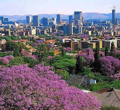 jacaranda-trees-pretoria