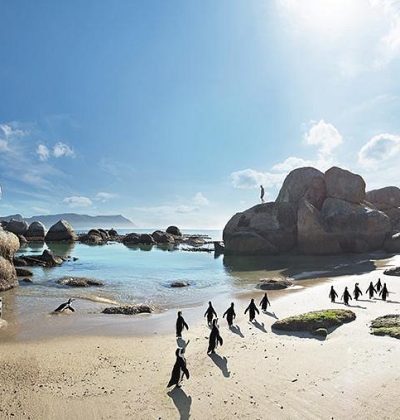 penguins