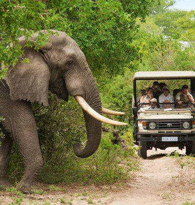 safari-south-africa-getting