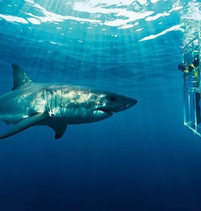 shark-cage-diving